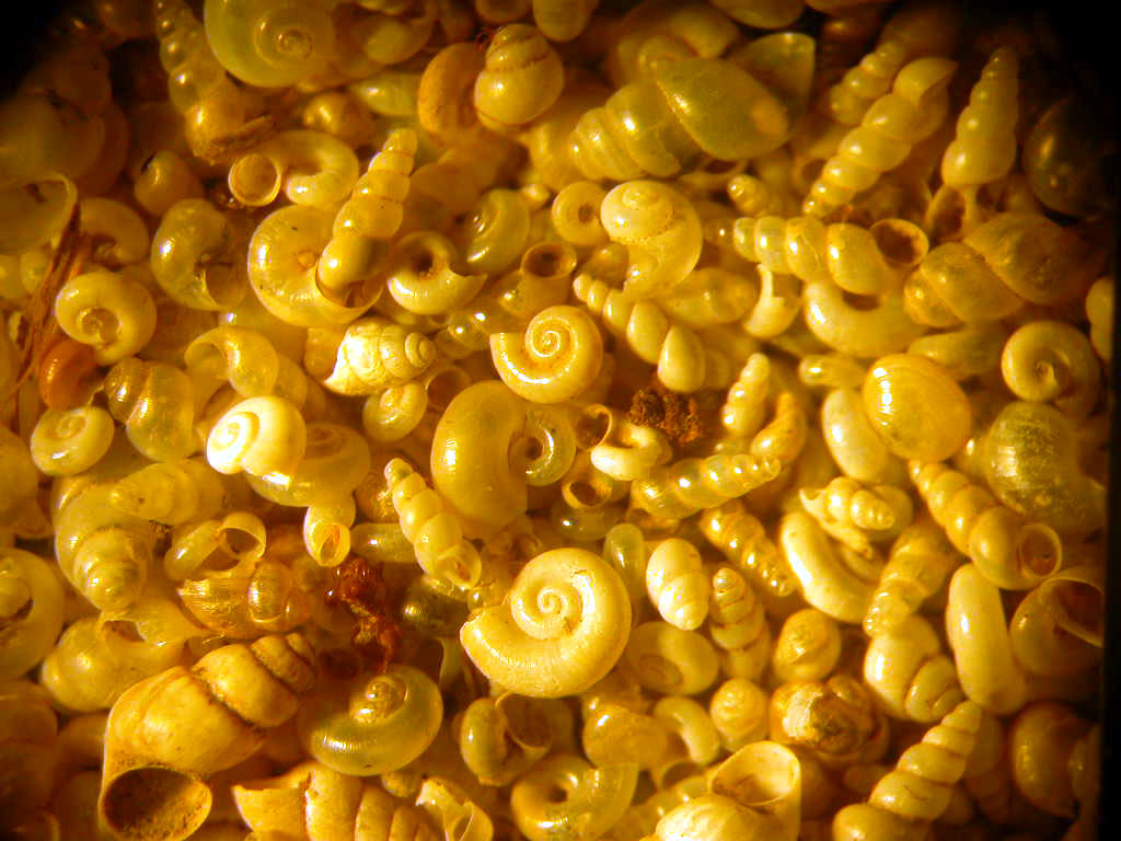 Scatolini